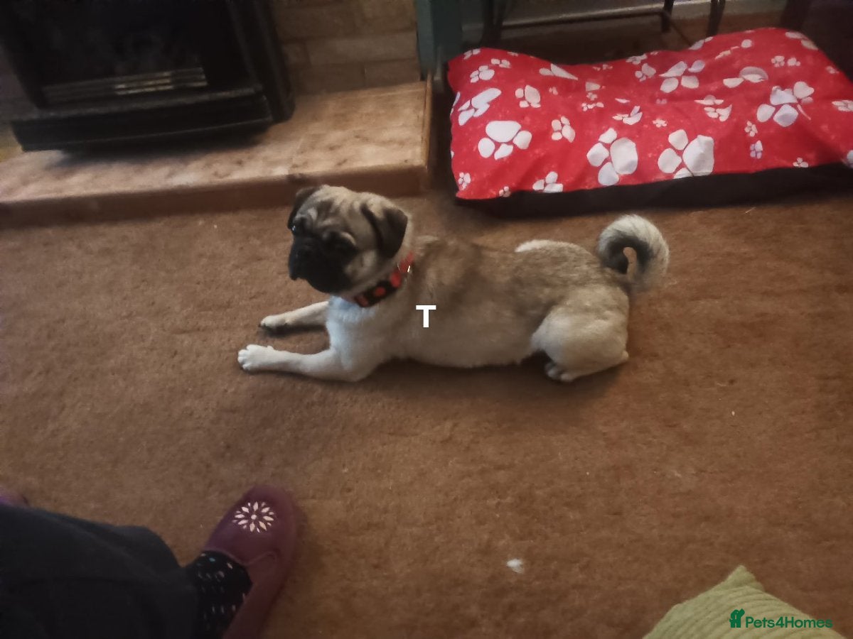 Pug dogs for sale: Male pug in Bridlington - Advert 1