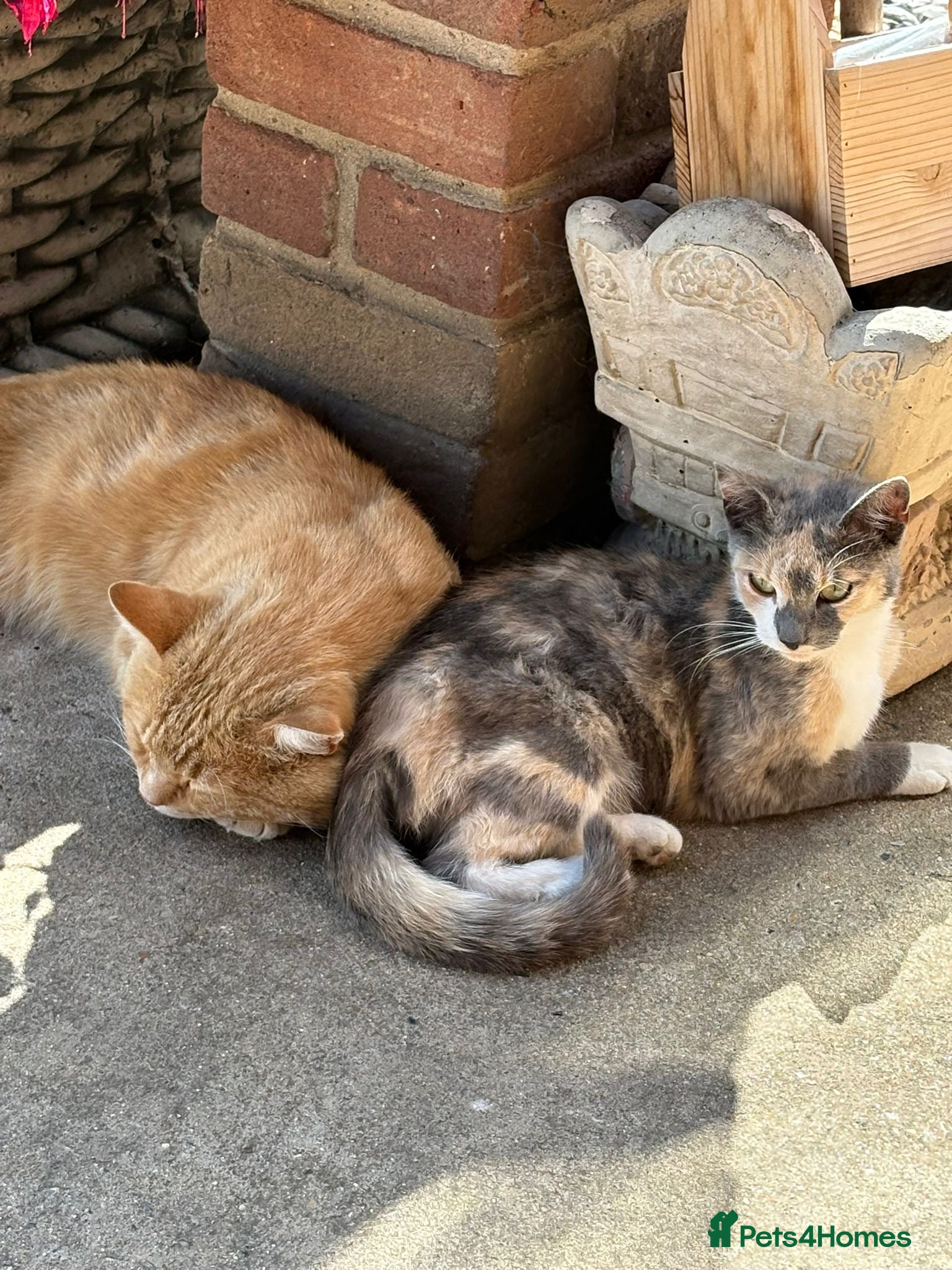 Mixed Breed cats Kittens  - Advert 1