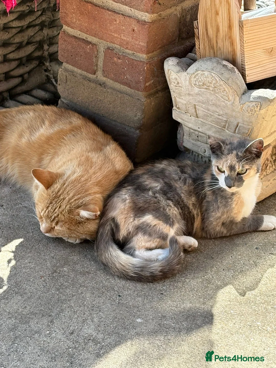 Mixed Breed cats for sale: Kittens  - Advert 1