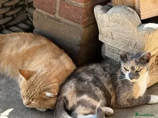 Mixed Breed cats Kittens - Advert 1