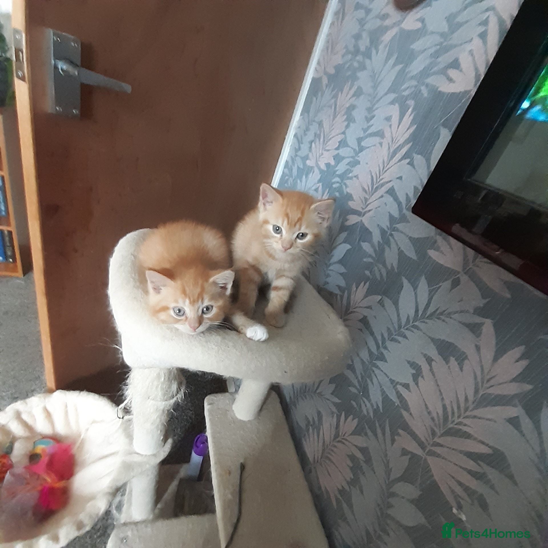 Persian cats Male Persian/bengal kittens - Advert 17