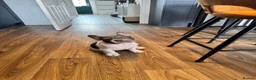 French Bulldog dogs for sale: Fluffy frencie in Bristol - Advert 3