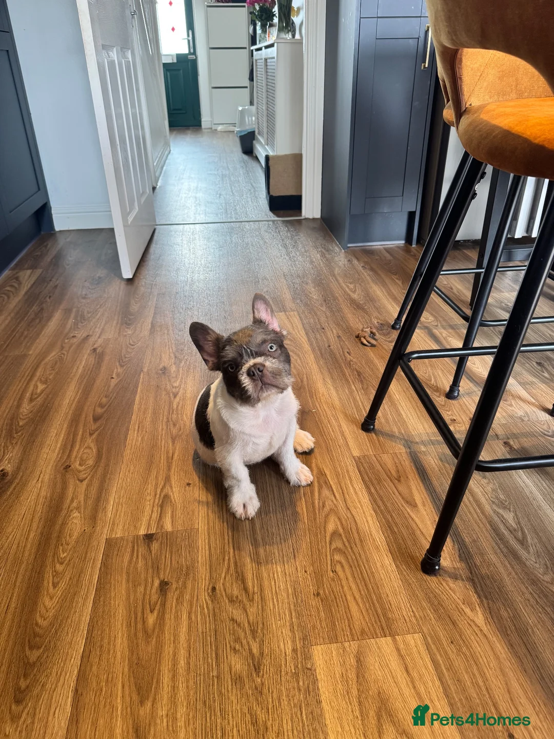 French Bulldog dogs for sale: Fluffy frencie in Bristol - Advert 3