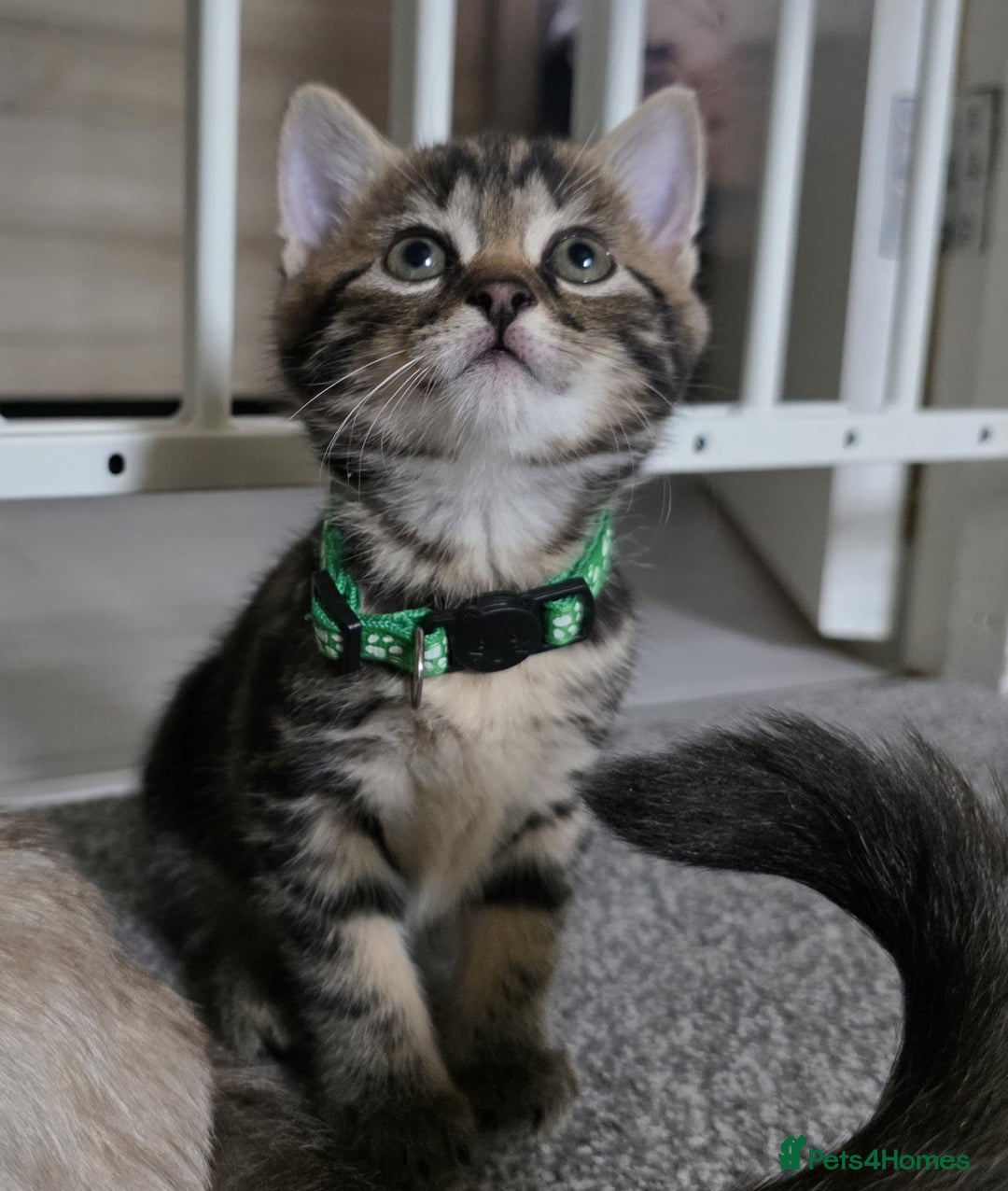 Mixed Breed cats for sale: Gorgeous 2 Girls and 3 boys For sale - Image 29