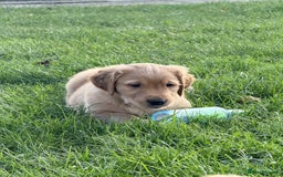 Golden Retriever dogs for sale: male golden retrievers  - Image 7