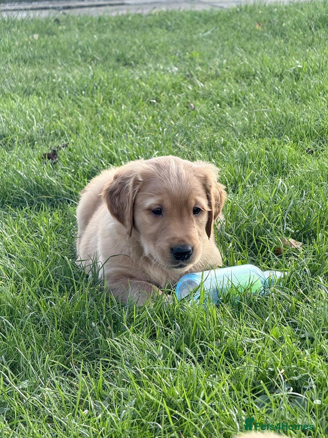 Golden Retriever dogs for sale: male golden retrievers  - Image 7