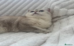 British Shorthair cats for sale: White britishshorthair female - Image 3