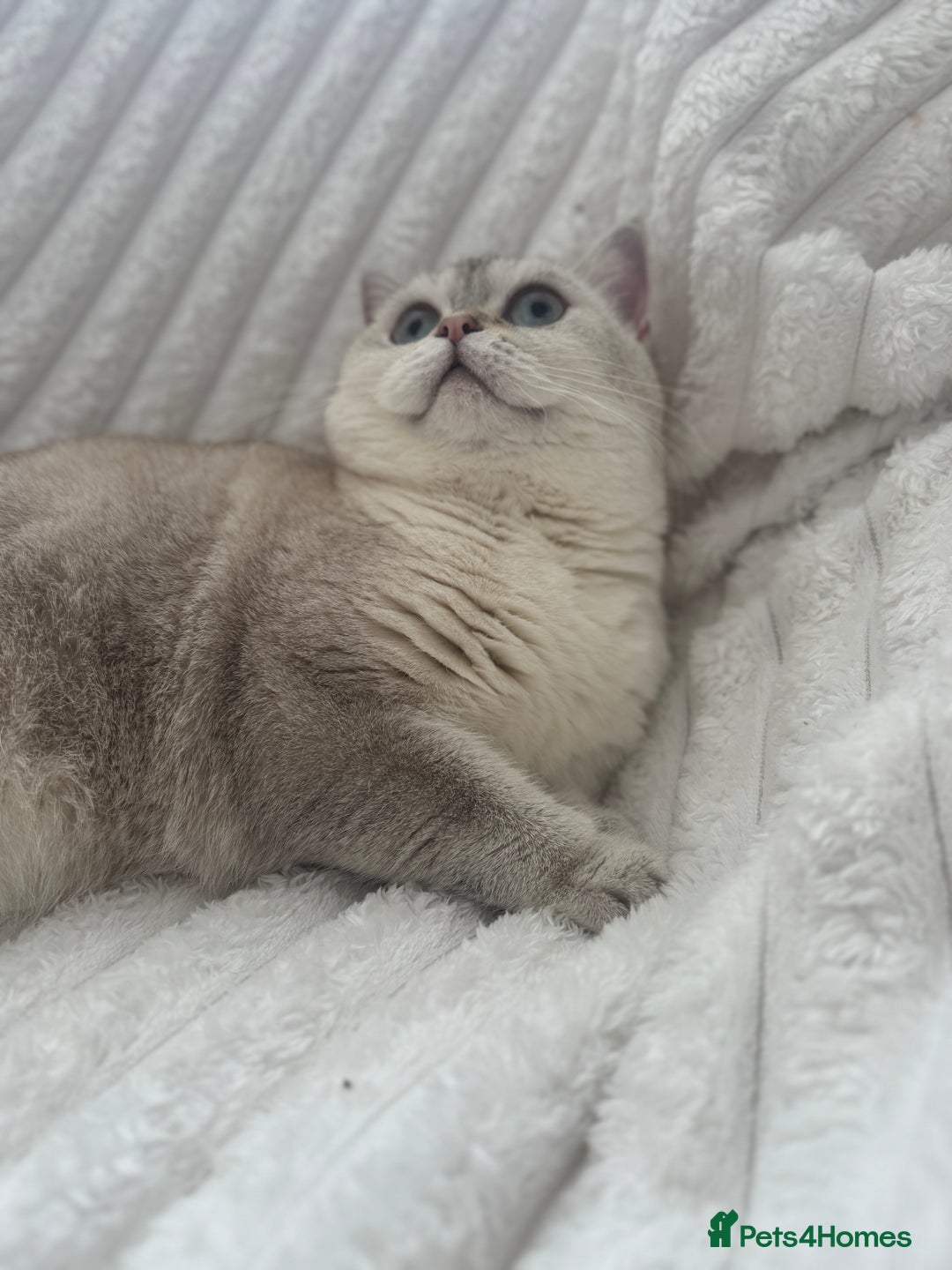 British Shorthair cats for sale: White britishshorthair female - Image 3