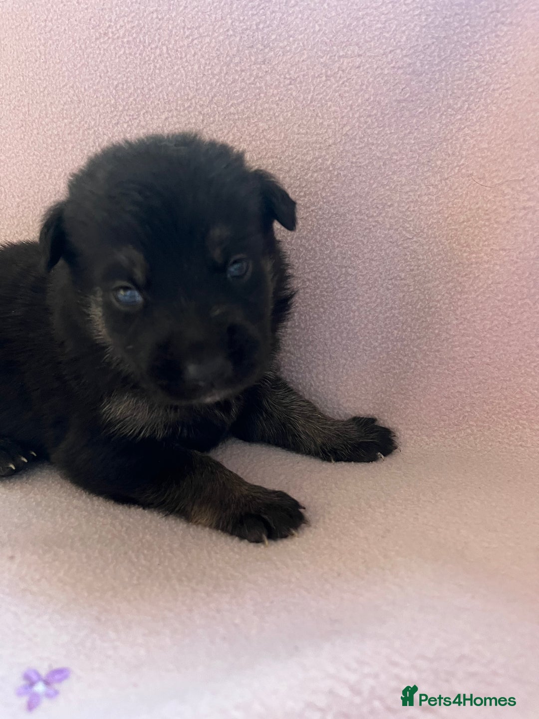 Mixed Breed dogs for sale: belgian malinois mix cross German shepherd  - Advert 20