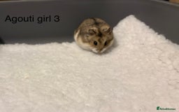 Hamster rodents for sale: Pure bred Campbells dwarf hamsters  - Advert 5