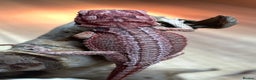 Bearded Dragon reptiles for sale: Red Monster Genetic Stripe Zero Hypo Trans License - Advert 3