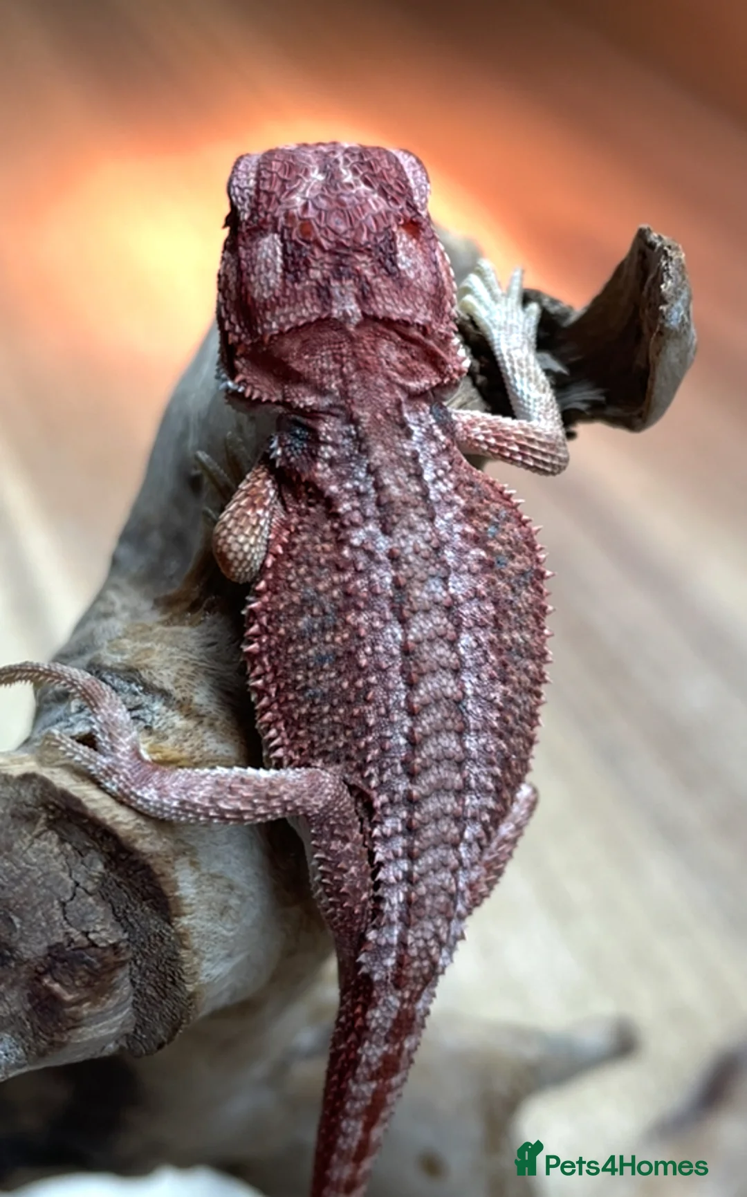 Bearded Dragon reptiles for sale: Red Monster Genetic Stripe Zero Hypo Trans License - Advert 4