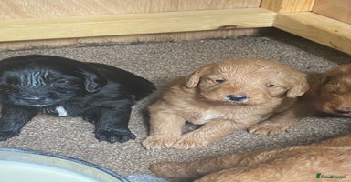 Aussiedoodle dogs - Advert 2