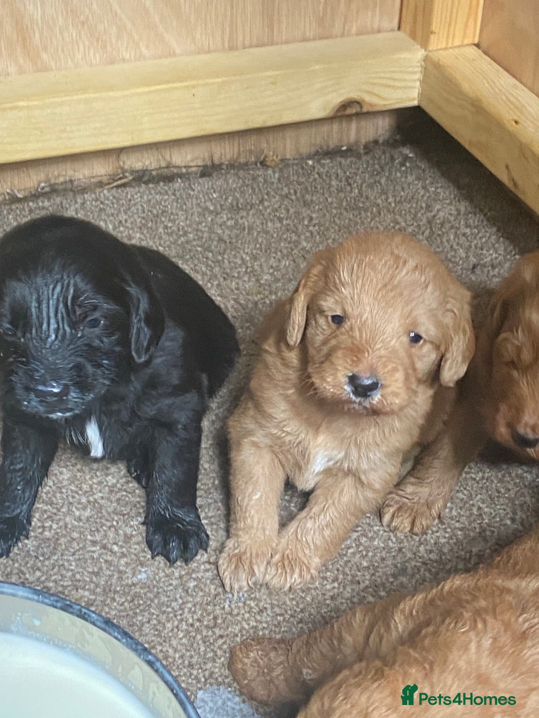 Aussiedoodle dogs for sale: Gorgeous Aussie Doodle Pups - Image 8