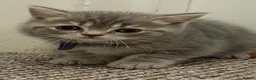 British Shorthair cats for sale: Beautiful British Shorthair kittens - Advert 17
