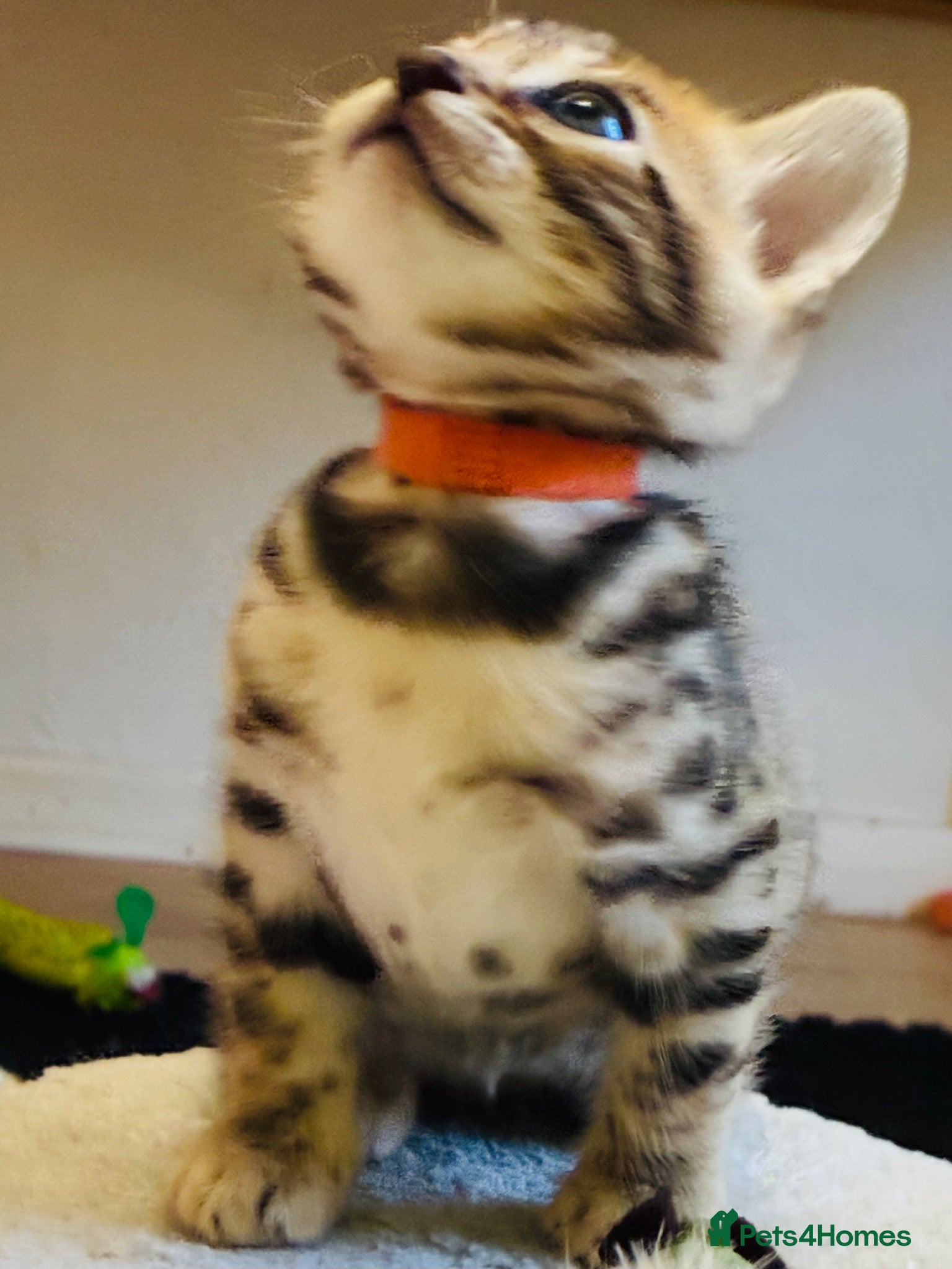 Bengal cats FINAL KITTEN!! Beautiful Bengal kittens .  - Advert 2