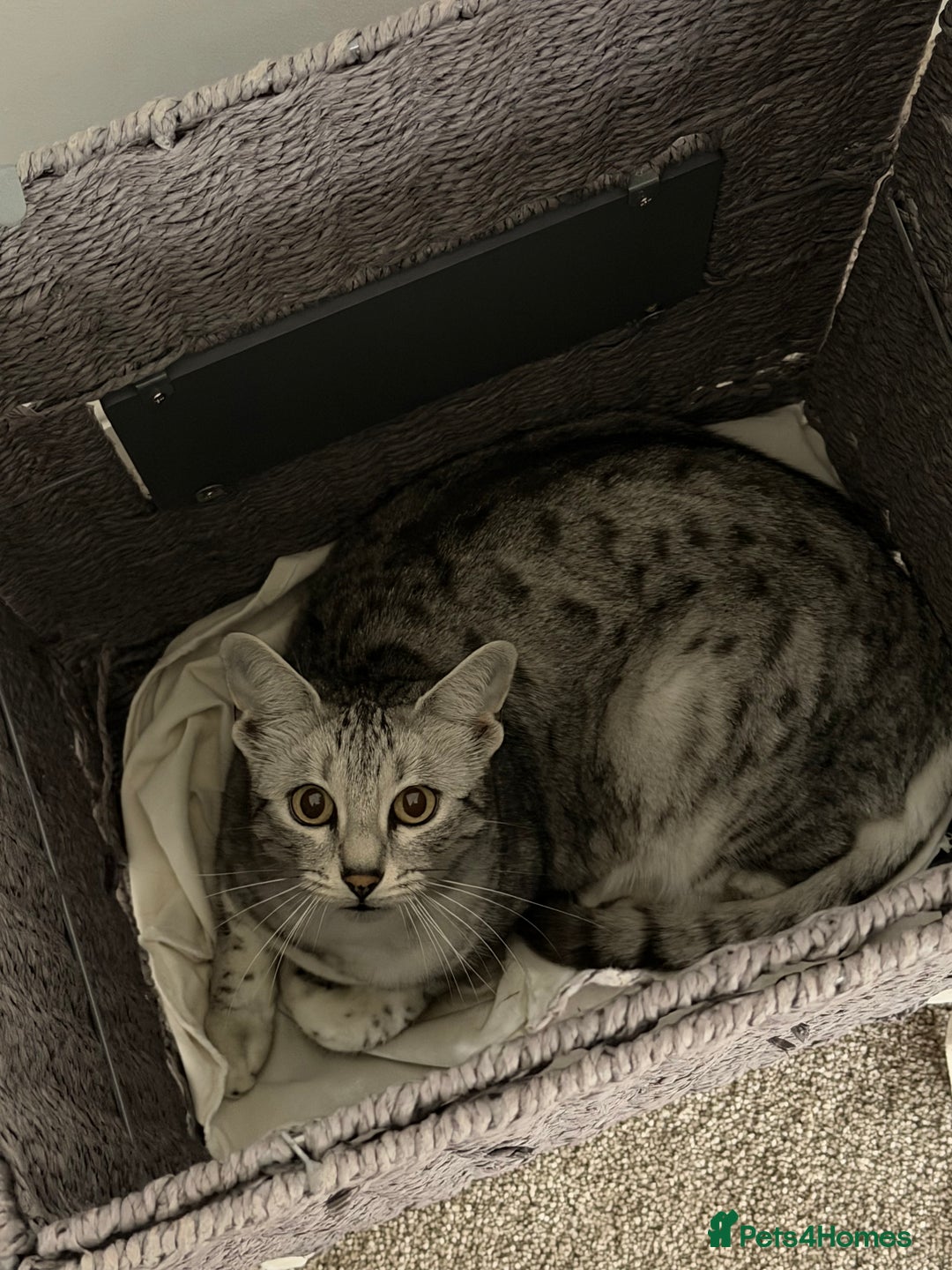 Egyptian Mau cats for sale: Female Egyptian mau  - Advert 2