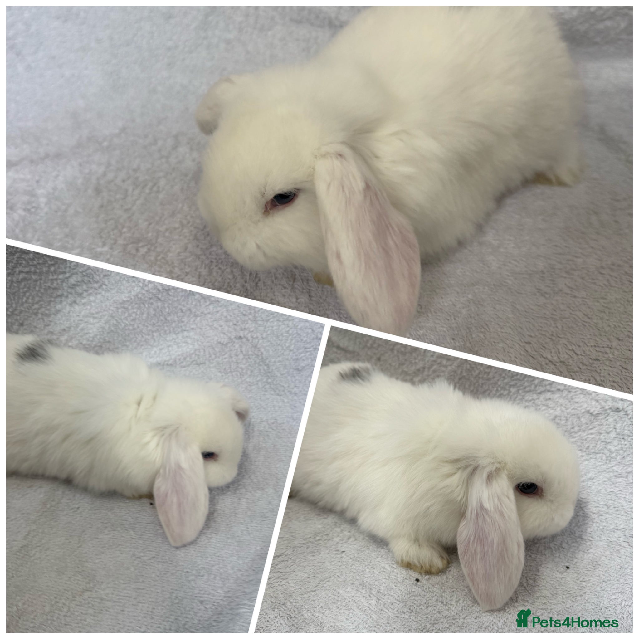 Mixed Breed rabbits Baby Rabbits - Mini French Lop - Advert 14