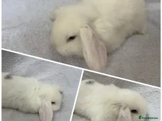 Mixed Breed rabbits Baby Rabbits - Mini French Lop - Advert 14