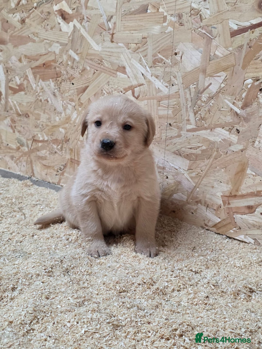 Labrador Retriever dogs for sale: Labrador Puppies black gold and chocolate  - Image 3