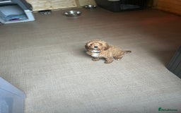 Cavapoo dogs for sale: Cavapoos  - Image 17