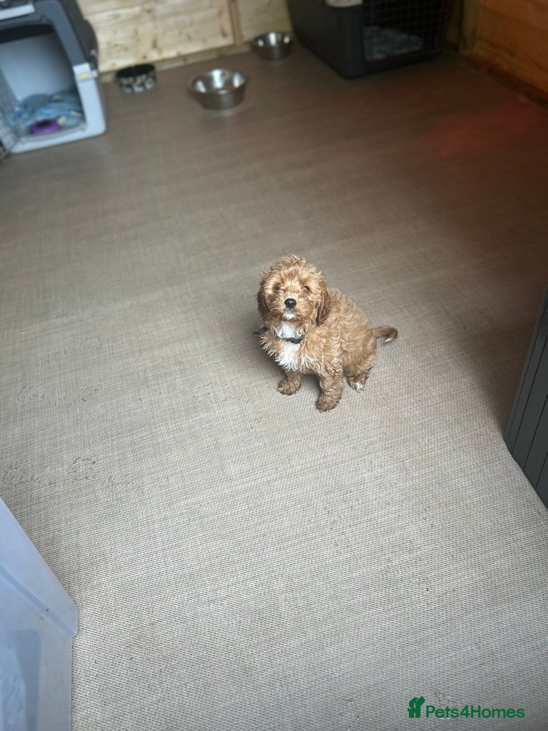 Cavapoo dogs for sale: Cavapoos  - Image 17