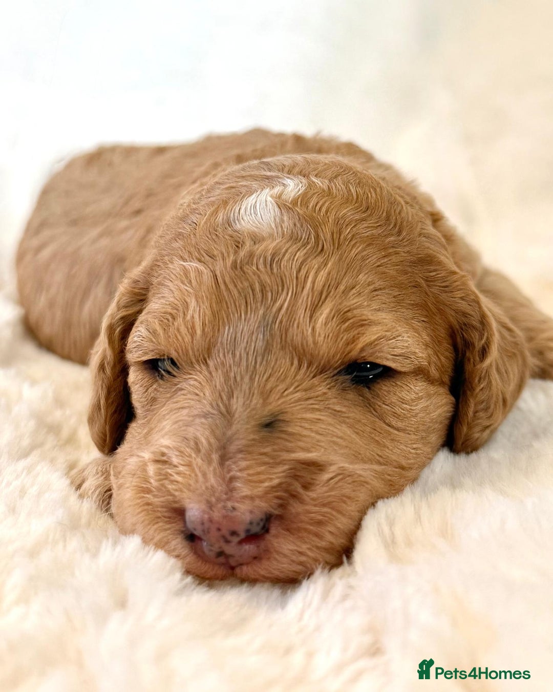 Cockapoo dogs for sale: F1b Miniature Cockapoo Pups Fully Health Tested - Advert 27