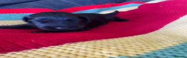 Russian Black Terrier 4