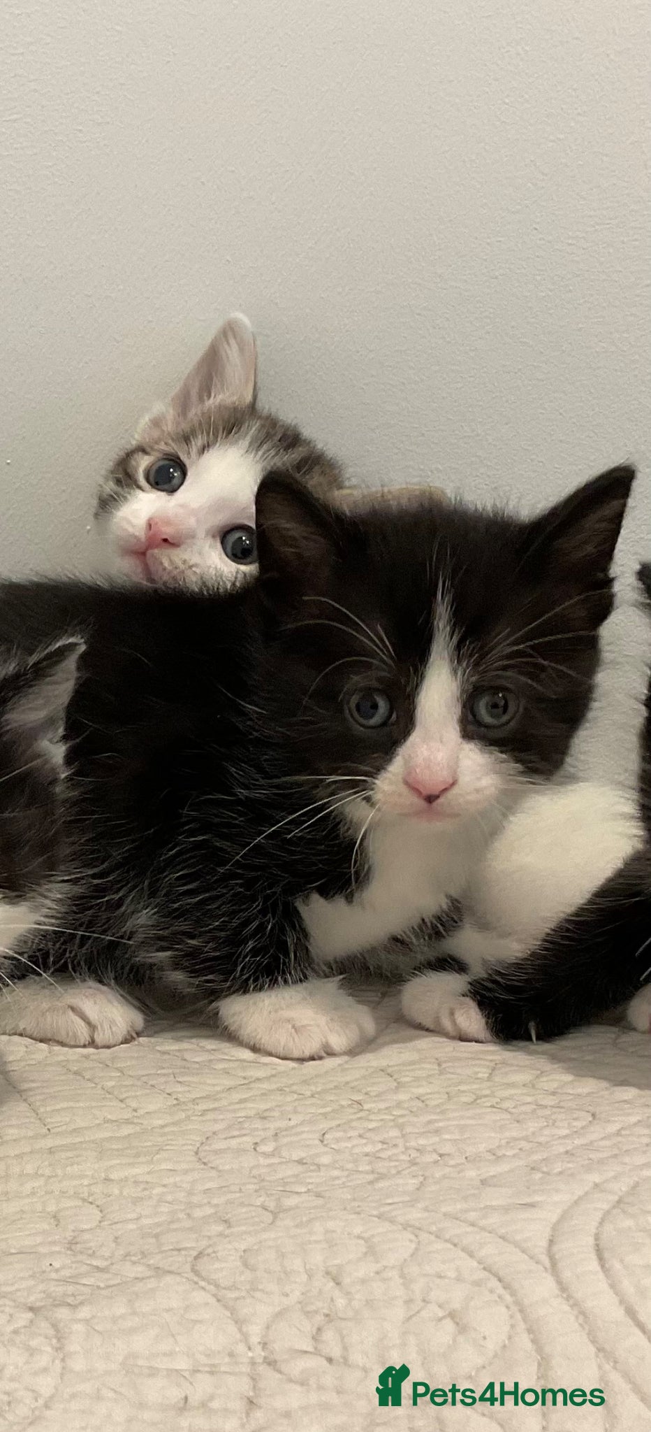 Domestic Shorthair cats Beautiful kittens ready in 2 weeks - Advert 2