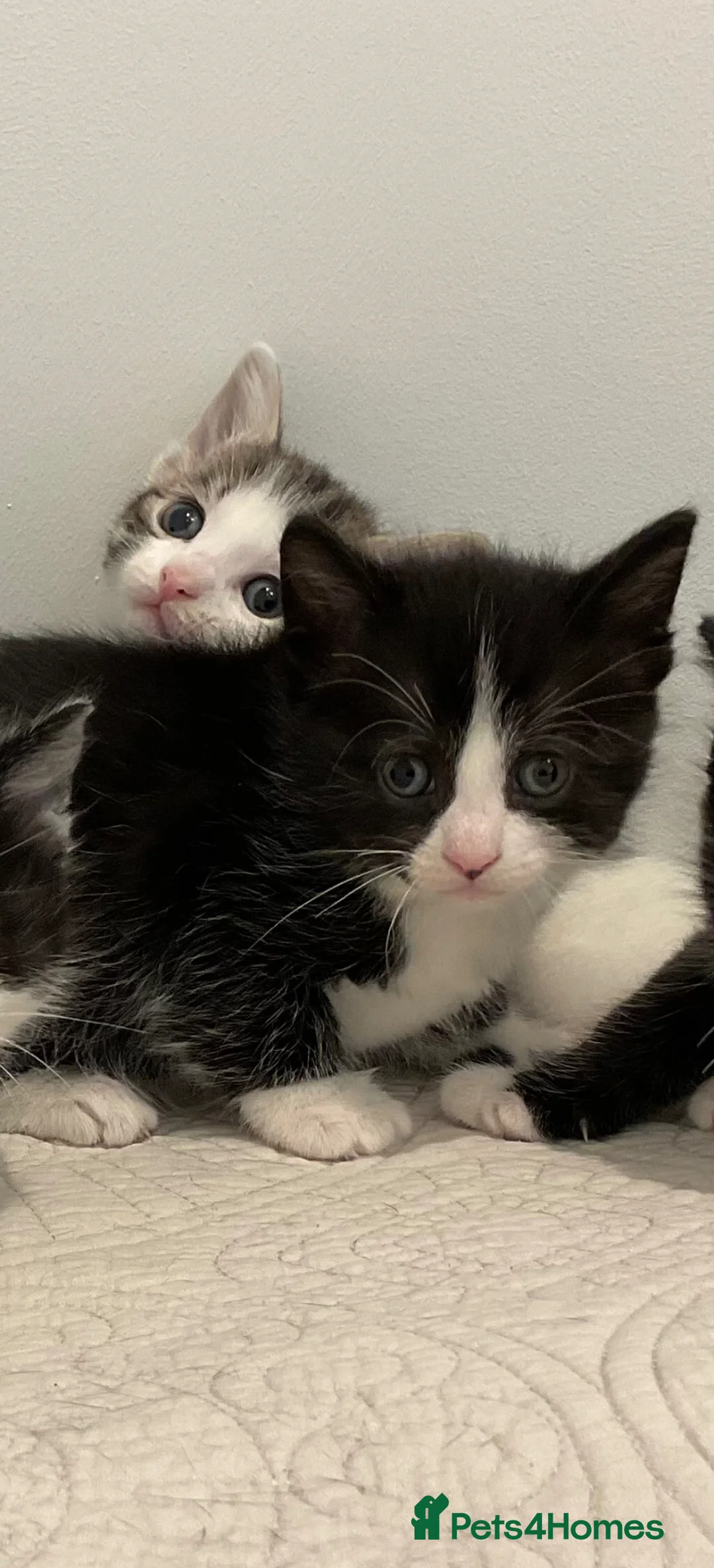 Domestic Shorthair cats for sale: Beautiful kittens ready in 5 weeks - Advert 2