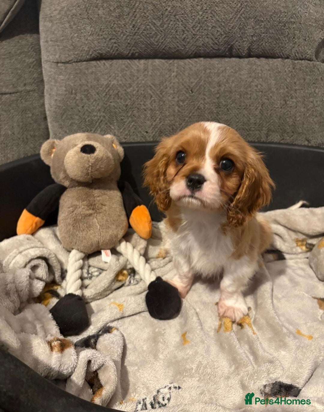 Cavalier King Charles Spaniel dogs for sale: Beautiful little boy Cavalier King Charles  - Advert 10