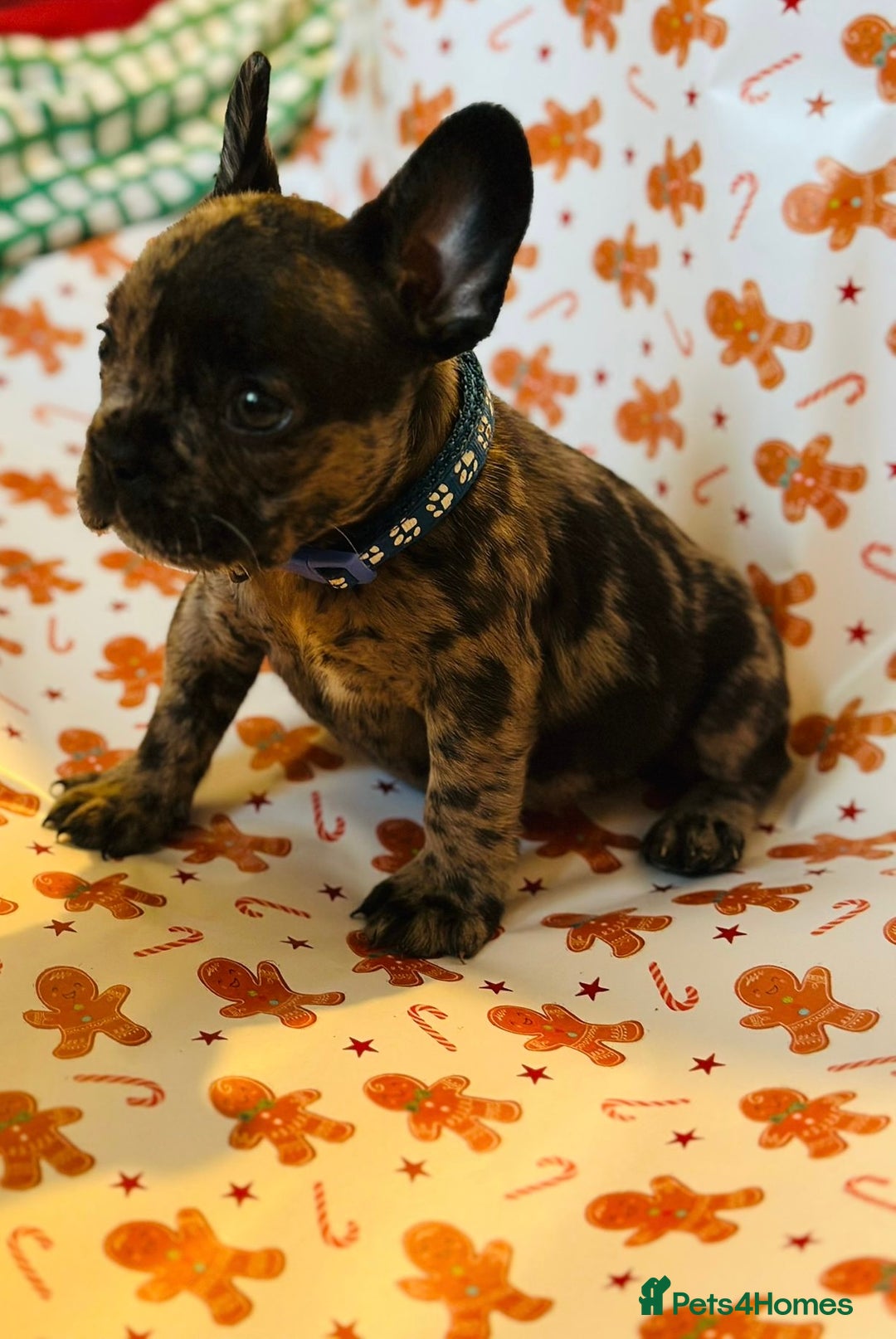 French Bulldog dogs for sale: French Bulldog Puppies - Advert 11