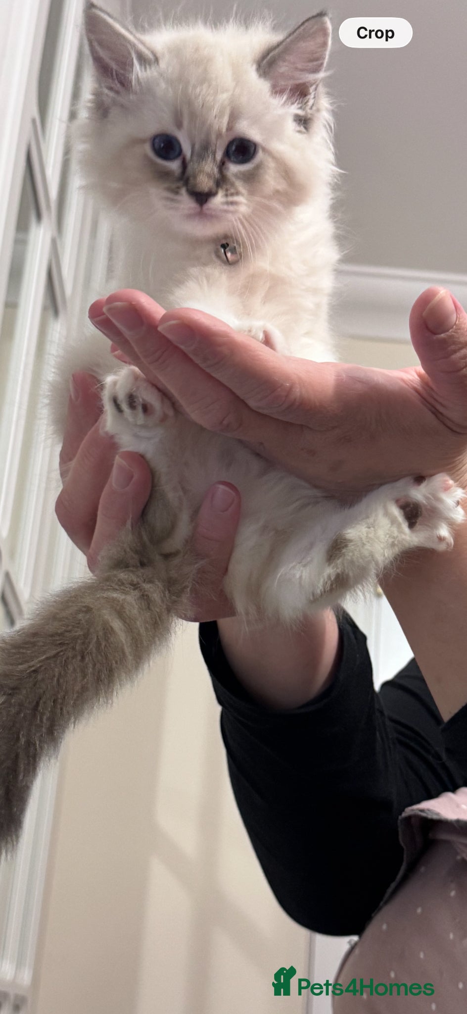 Ragdoll cats adorable  kittens ready to go home 28th April  - Advert 18