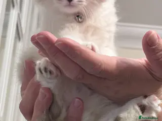 Ragdoll cats adorable kittens ready to go home 28th April - Advert 18