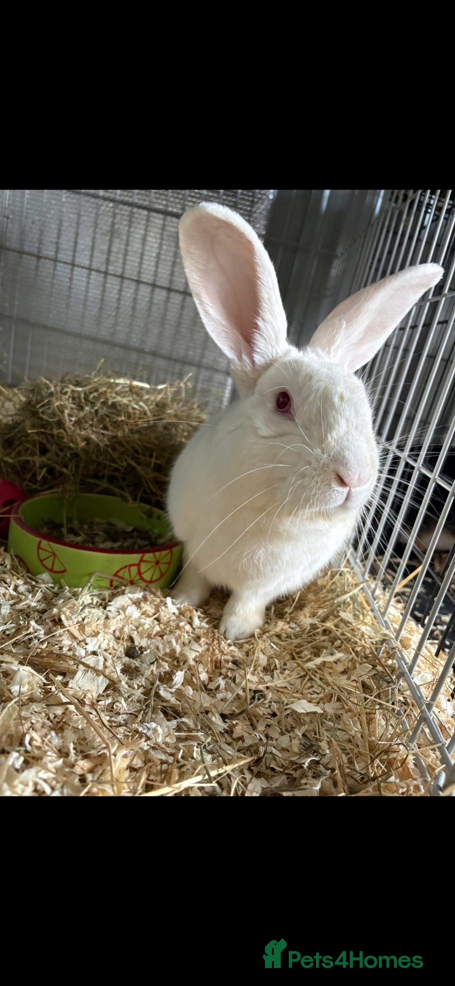 New Zealand rabbits Breeding pair of New Zealand whites - Advert 1