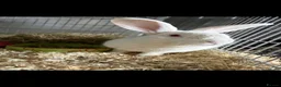 New Zealand rabbits for sale: Breeding pair of New Zealand whites - Advert 1
