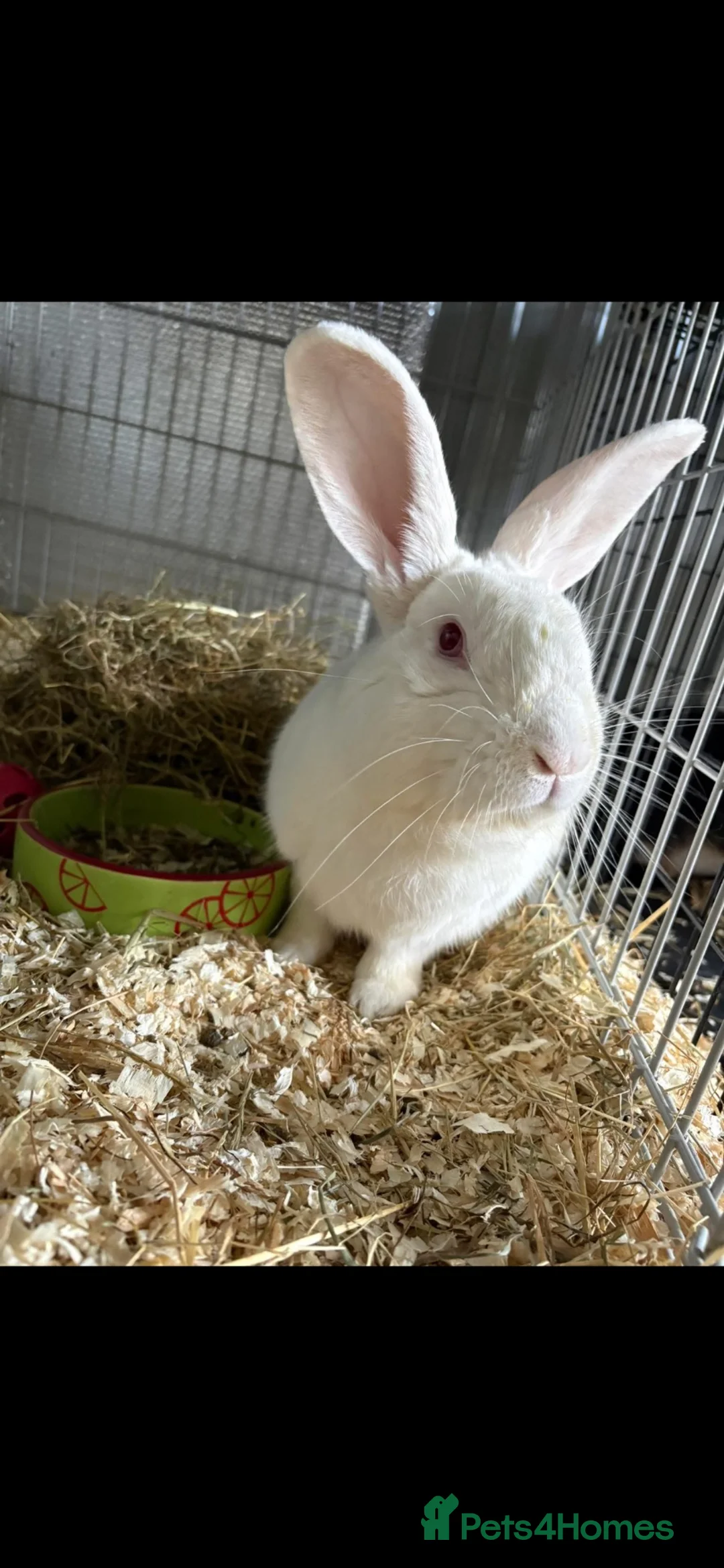New Zealand rabbits for sale: Breeding pair of New Zealand whites - Advert 1