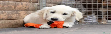 Golden Retriever 1