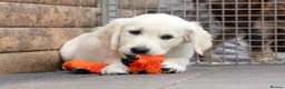 Golden Retriever dogs for sale: Kc reg golden retriever - Advert 4