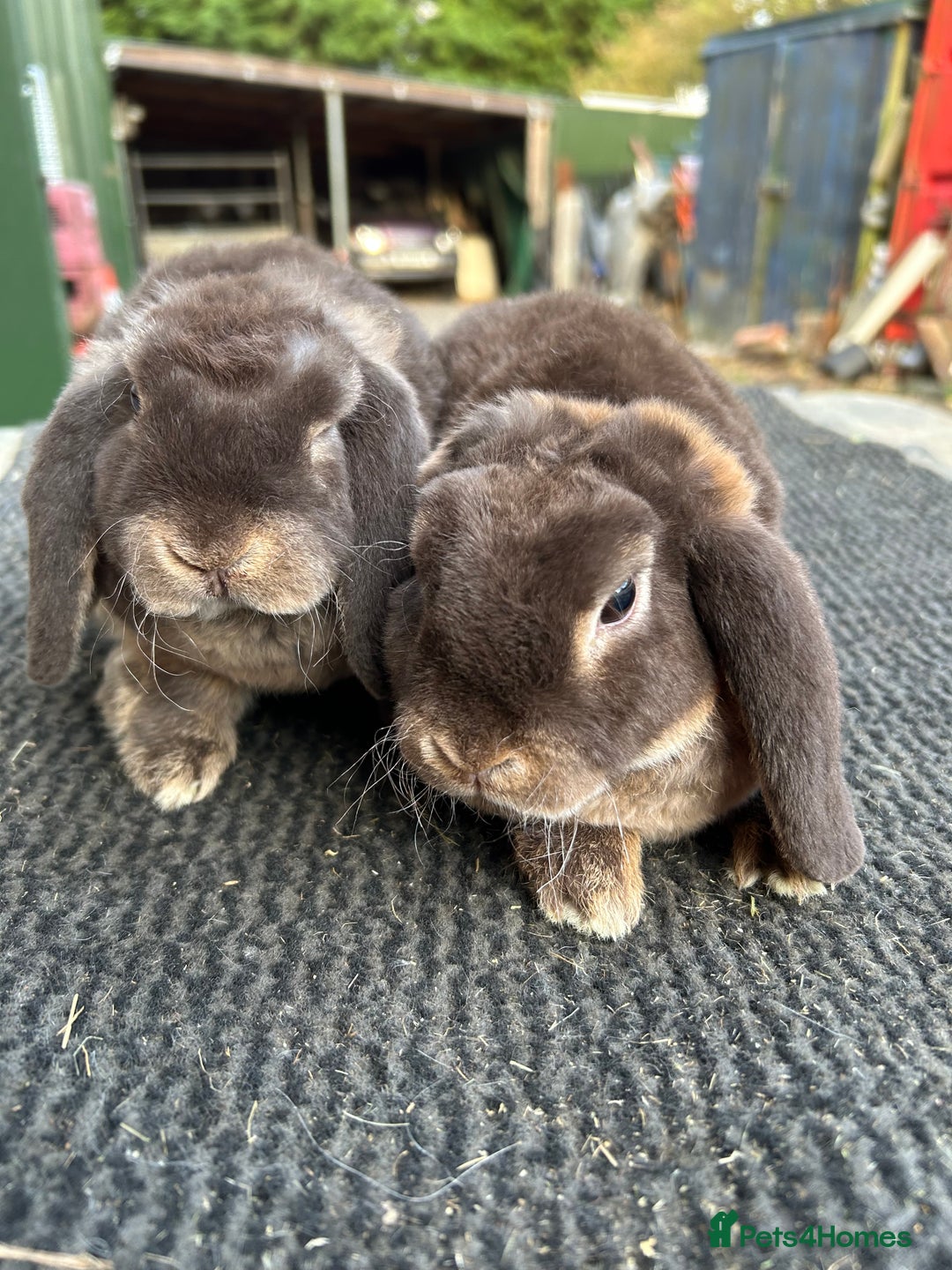 Mini Lop rabbits for sale: Choc otter mini plush lops - Image 1