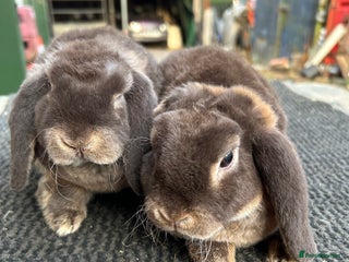 Mini Lop rabbits - Advert 33
