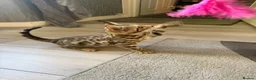 Bengal cats for sale: ⭐️ Ready now- STUNNING TICA REG ⭐️FEMALE BENGAL⭐️ - Advert 20