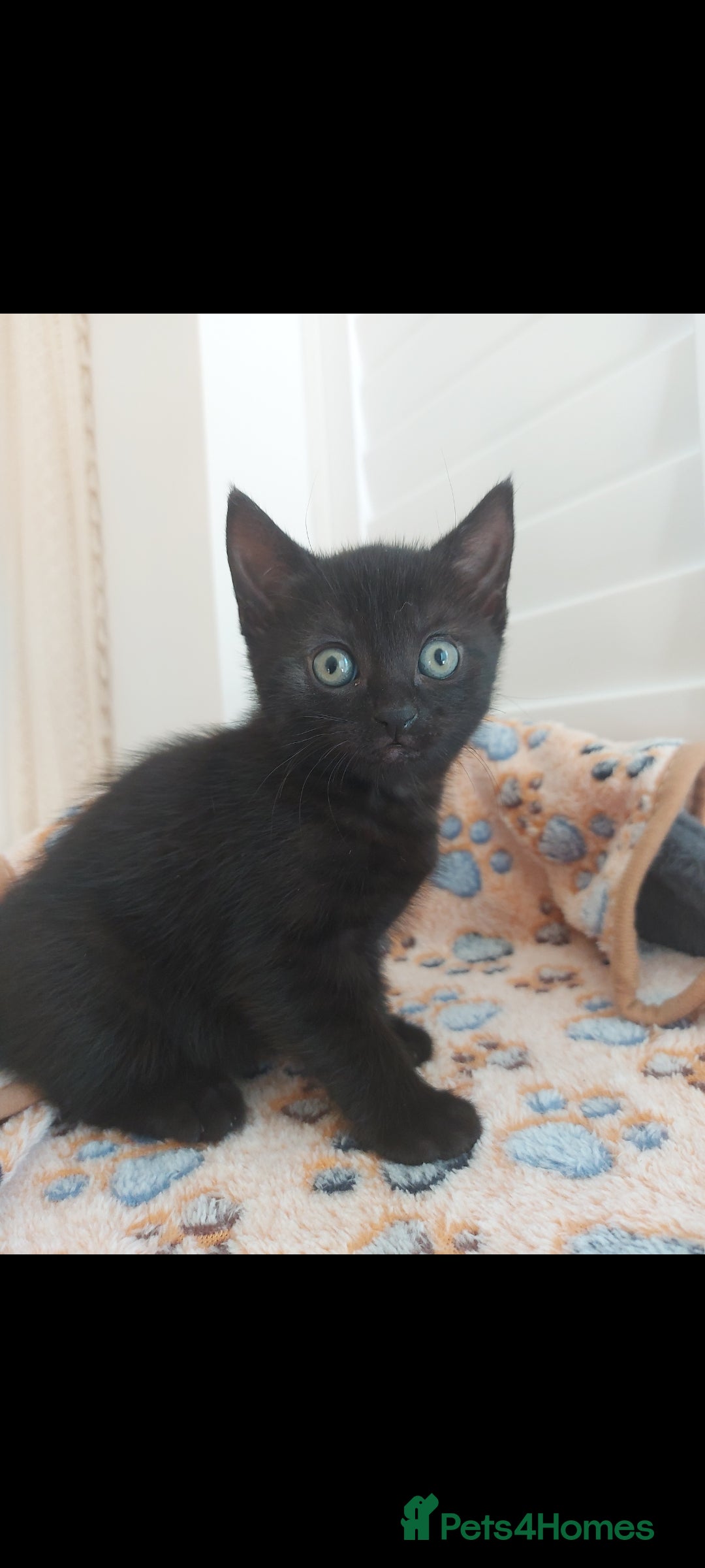 Mixed Breed cats for sale: Beautiful kittens 🥰 - Advert 26