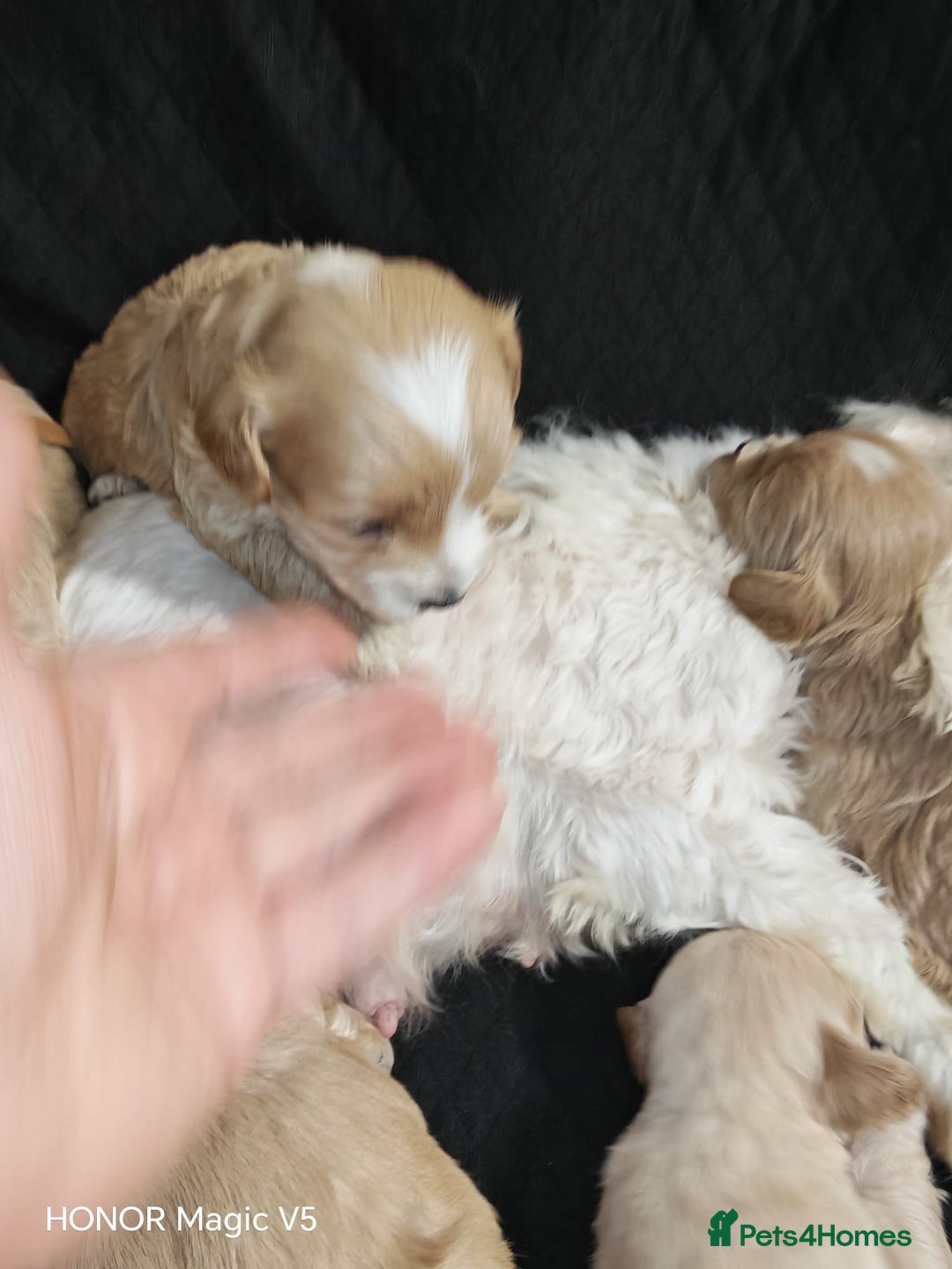 Maltipoo dogs for sale: Miniature Maltipoo Ready to leave soon - Advert 14
