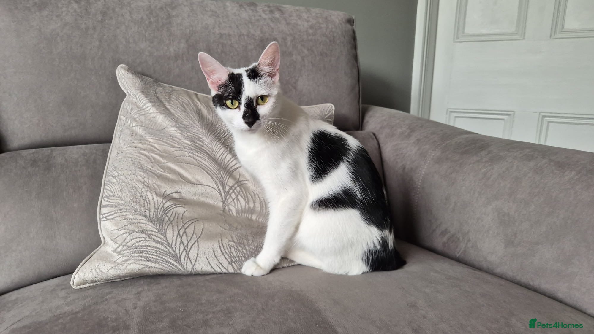 Mixed Breed cats Cleo, beautiful young rescue in need of new home - Advert 2