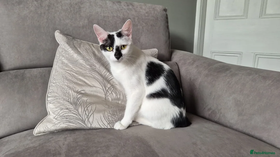 Mixed Breed cats for adoption: Cleo, beautiful young rescue in need of new home - Advert 1