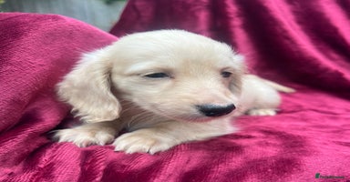 Miniature Dachshund dogs - Advert 4
