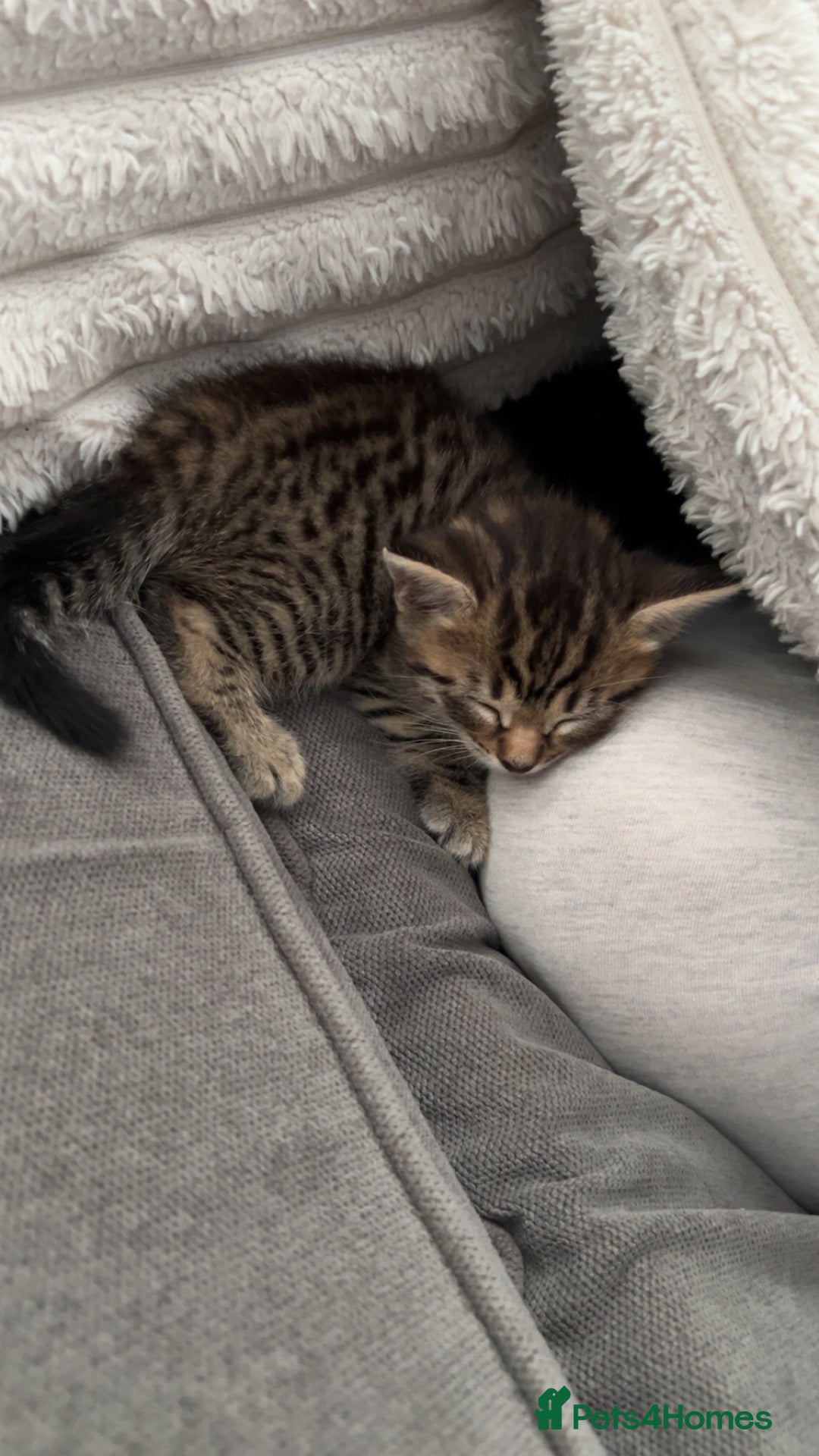 Mixed Breed cats for sale: 2 beautiful male kittens ready to go! - Image 13