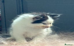 Mixed Breed cats for sale: White and black kittens - Image 6