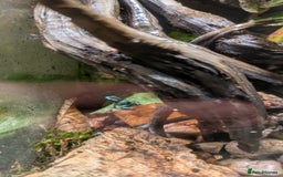 Frog reptiles for sale: Dendrobates auratus Panama special dart frogs  - Image 4